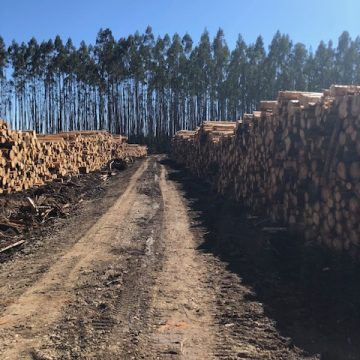 IWC wood chip